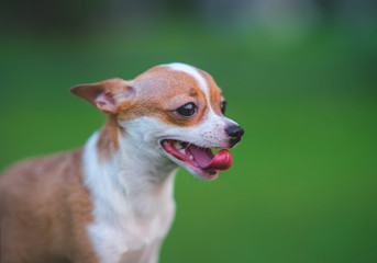 Portrait beautiful adorable chihuahua puppy dog smile on green background.