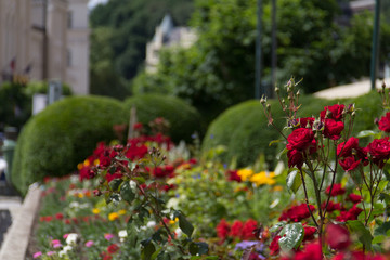 Fototapeta na wymiar Wild red roses in a street flower bed