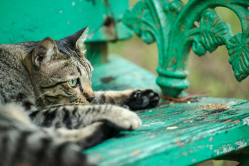 Sleepy cat on a green wooden bench in the garden in sunlight © Watunyu