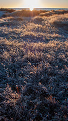 frosty grass in the swedish autumn