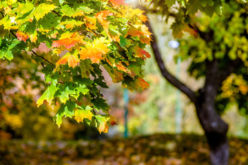 Autumn background-yellow maple leaves in the city Park 