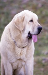 Beautiful portrait female od Spanish Mastiff Breed with yellow colour coat 