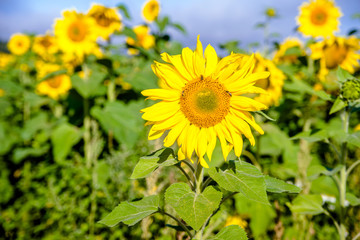      Sunflower flowers on blue sky background 