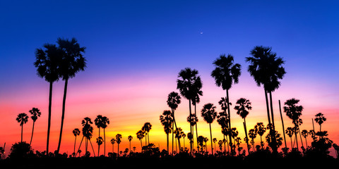 Panorama view Silhouette of plam trees with colourful sunset and twilight sky,Thailand