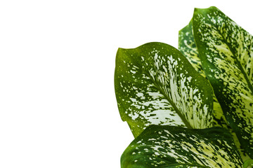 Green leaf isolated on white background with clipping path.