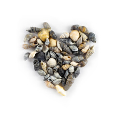 Heart made of shells on a white background