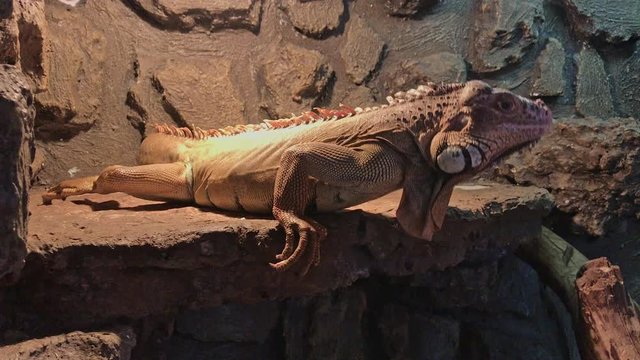  Gray iguana lizard on rocks at sunny day