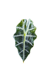 Green leaf isolated on white background with clipping path.