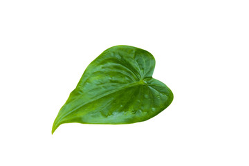 Green leaf isolated on white background with clipping path.