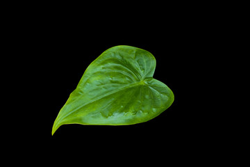 Green leaf isolated on black background with clipping path.