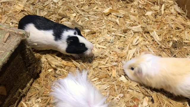 Guinea pigs are looking and eat food from ground. Domestic guinea pig has enjoyed widespread popularity as a pocket pet or household pet.
