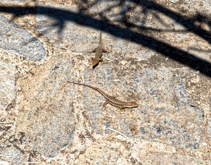 2019/09/04 La Orotava, Spanien. Aufnahmen am Playa de el Bollullo. Einer der schönsten schwarzen Sandstrände Teneriffas. Ein Geheimtipp für Einheimische und Urlauber.