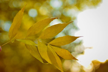 Warm and sunny autumn in a beautiful park. Yellow foliage on blurry fotne with beautiful bokeh. Close-up photo in warm and bright colors