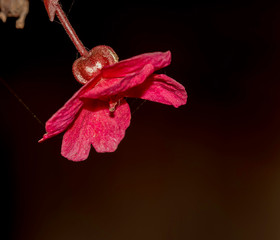 red flower on black background