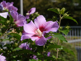Hibiskus 3 © Alexandra S.