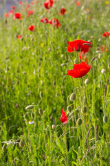 Blooming red poppy flowers on spring meadow and the sky as a background
