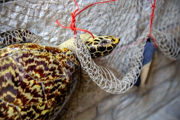 Dead turtle in fishing net