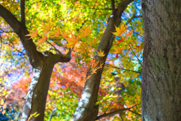 もみじの紅葉