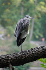 Graureiher sitzt auf einem Baumstamm