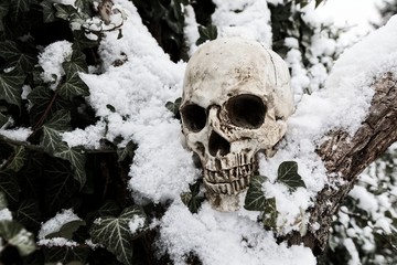 Human skull close up photo