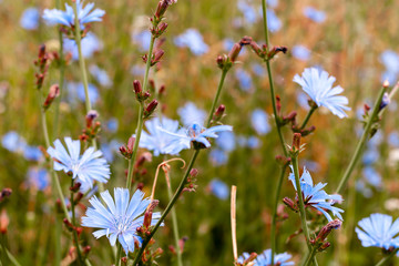 Blooming chicory, close-up on a brown background.