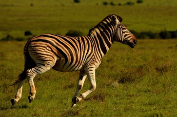Naklejka premium zebra in park
