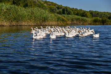 geese on the lake