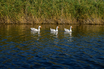 Naklejka na ściany i meble geese on the river