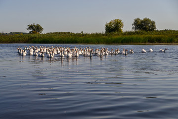Fototapeta na wymiar geese on the river