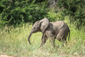 Young African Elephant in Kruger Park, South Africa