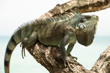 Iguana in three