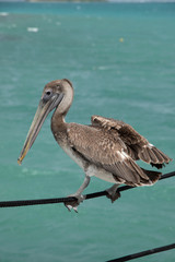 Pelican