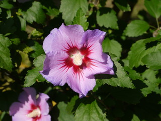 Hibiskus 2 © Alexandra S.
