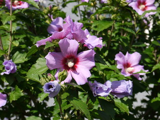 Hibiskus 9 © Alexandra S.