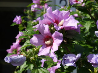 Hibiskus 6 © Alexandra S.