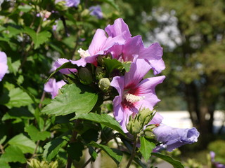 Hibiskus 8 © Alexandra S.