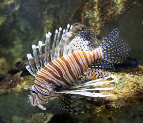 Lionfish