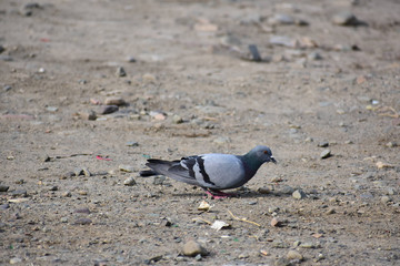 Nature and Wildlife
