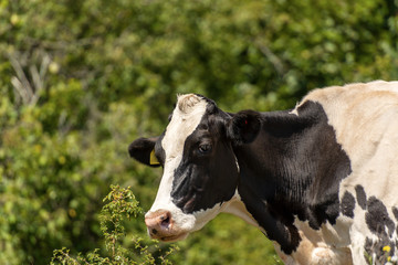 Portrait of a white and black dairy cow with green trees on the background, Friesian cattle, Italian Alps, Europe