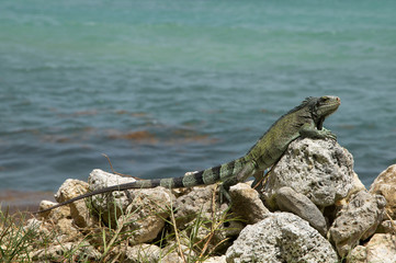 iguana on the rock