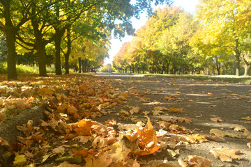 Autumn in the city park.