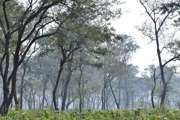 Fototapeta premium Nature and Wildlife