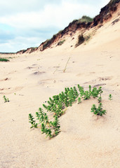 Closeup of plants on sandy summer beach in the south of Sweden