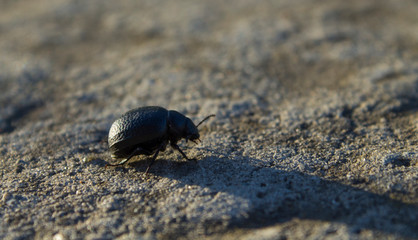 bug on a stone