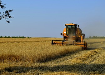 combine harvester working on wheat field