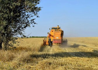 Fototapeta premium combine harvester working on field