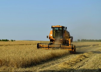 Fototapeta premium combine harvester working on field