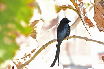Nature and Wildlife