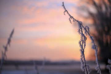 Frost
