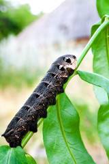 Larva of elephant hawk moth (Deilephila elpenor) closeup